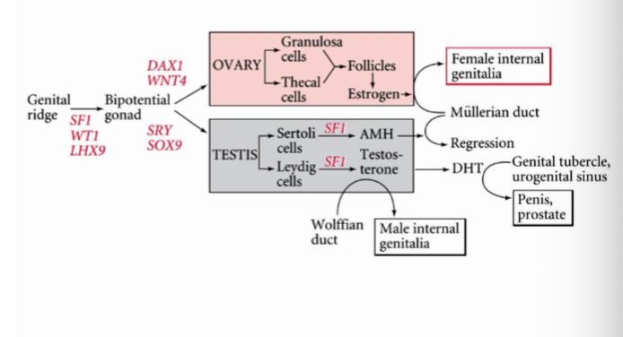 What would you expect to happen if you make an SFF1 homozygous null mutant?
