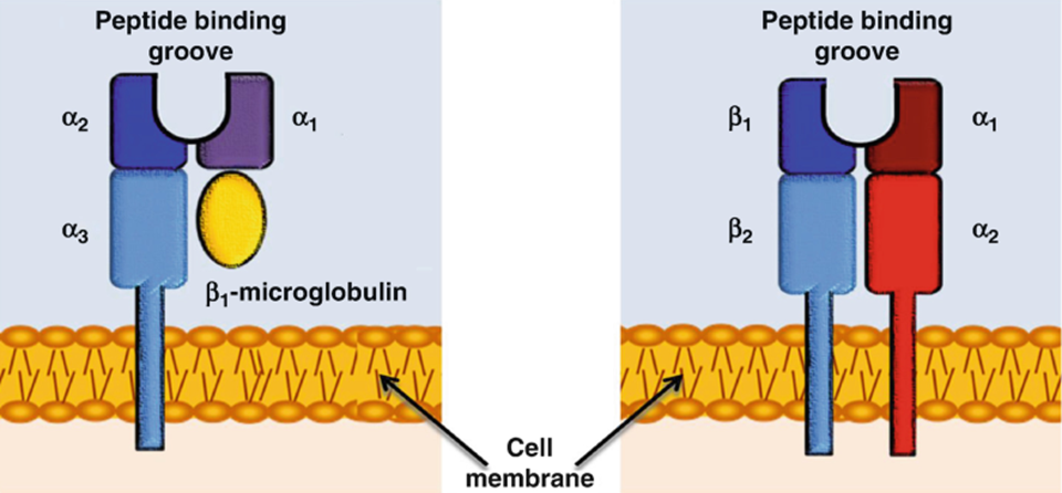 <p>Class 1 has 1 heavy chain, class 2 has 2 heavy chains</p>