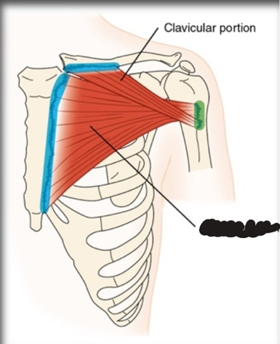 <p>What muscle is this?</p>
