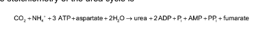 <ul><li><p>the stoichiometry of the urea cycle = photo</p></li><li><p><u>fumarate</u> is <strong>hydrated</strong> to malate which is in turn <strong>oxidized</strong> <u>oxaloacetate</u></p></li><li><p>oxaloacetate can be:</p><ul><li><p>converted into <strong>glucose</strong> by gluconeogenesis</p></li><li><p><strong>transaminated</strong> to <u>aspartate</u> for another round of urea synthesis</p></li></ul></li></ul><p></p>