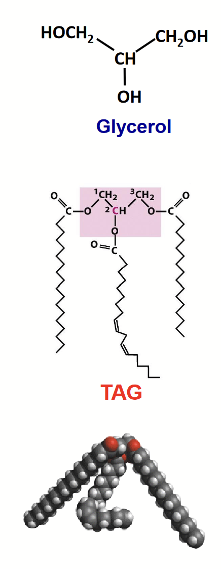 <p>The form that the majority of fatty acids in biological systems are found. A major constituent of bulk fats and oils, including the human body’s depot fat (storage fat).</p><p>Formed by linking <strong>three fatty acids</strong> to a <strong>glycerol</strong> (alcohol) molecular through <strong>ester linkages</strong>.</p><p><strong>Highly hydrophobic</strong> as the <strong>polar carboxylic acids of the fatty acids</strong> are <strong>tired up as (less polar) esters</strong>.</p><p><strong>Melting points</strong> depend on the <strong>length</strong> and <strong>degree of saturation</strong> of their fatty acid constituents (higher the amount of long chain saturated fatty acids, higher the melting temperature of a natural fat).</p><p>Most natural fats are complex mixtures of simple and mixed forms. <strong>Simple:</strong> same fatty acid in all 3 positions. <strong>Mixed:</strong> 2 or 3 different fatty acids</p>