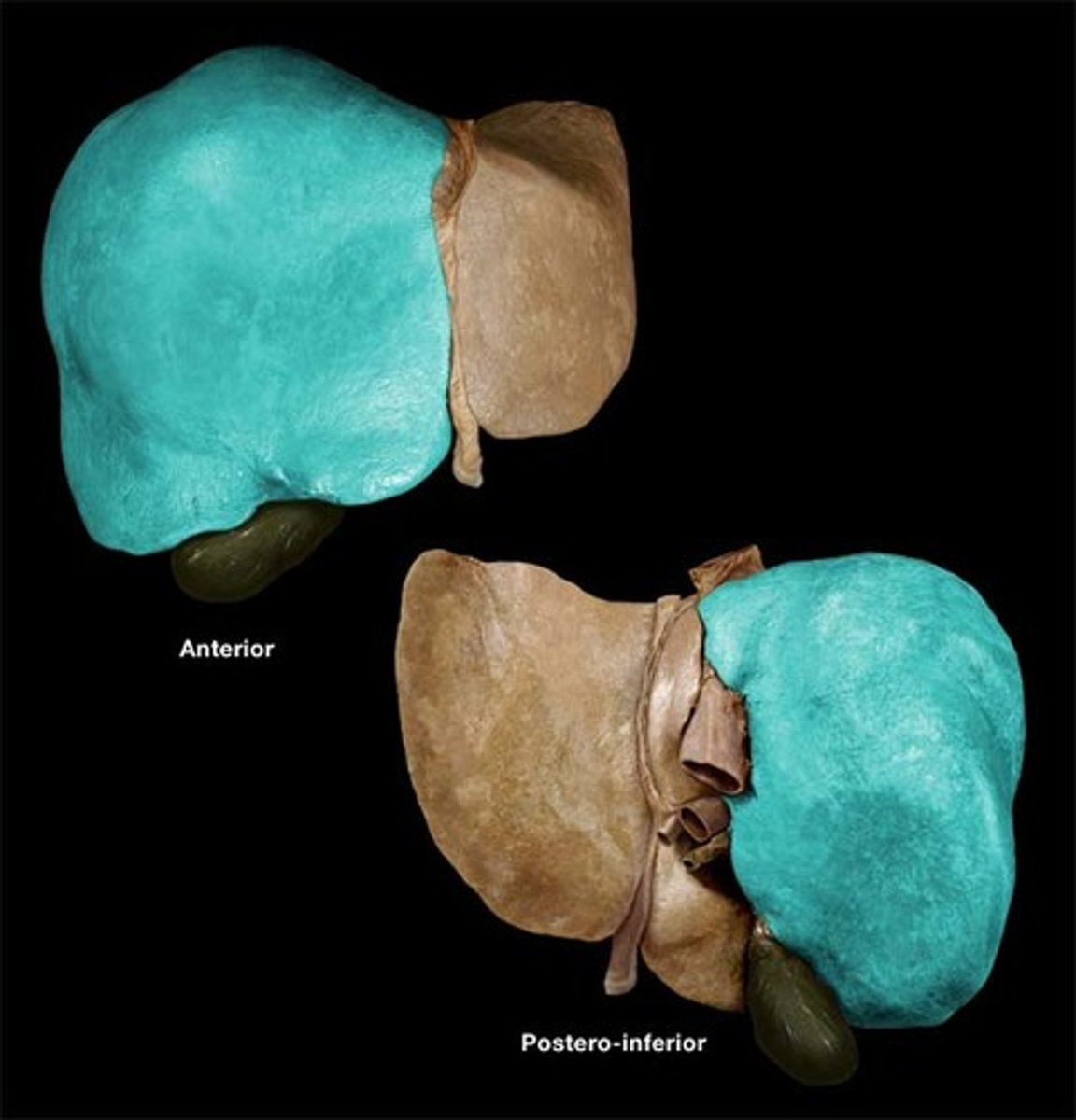 <p>The larger lobe of the liver.</p>