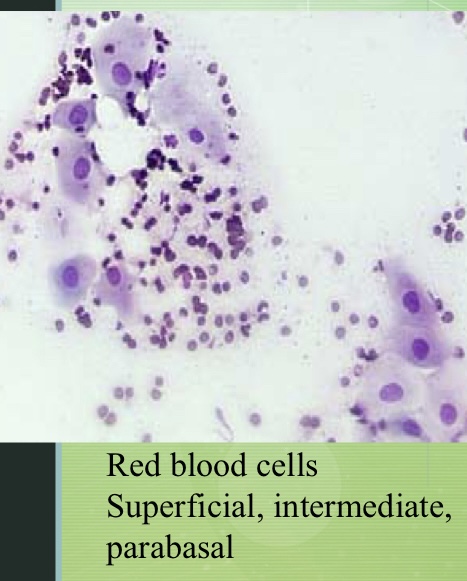 <p>What estrous stage is this</p>