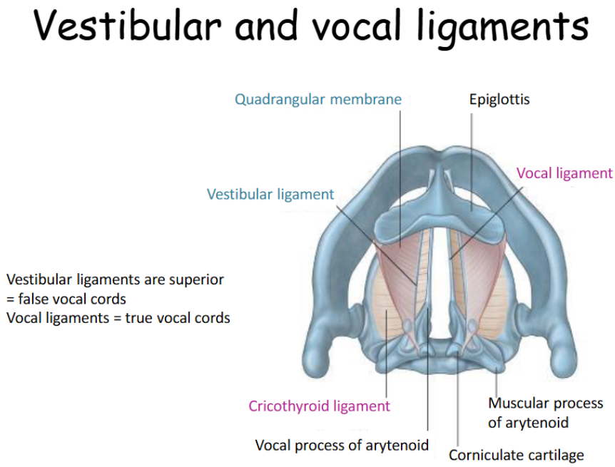 <p><span>The vestibular ligaments are sometimes referred to as the false vocal folds /cords. These lie superior to the criicothyroid ligament.<br>The vocal ligaments are a part of the true vocal folds / cords and are<br>responsible for producing sound. These lie inferiorly and more medially compared to the quadrangular membranes </span></p>
