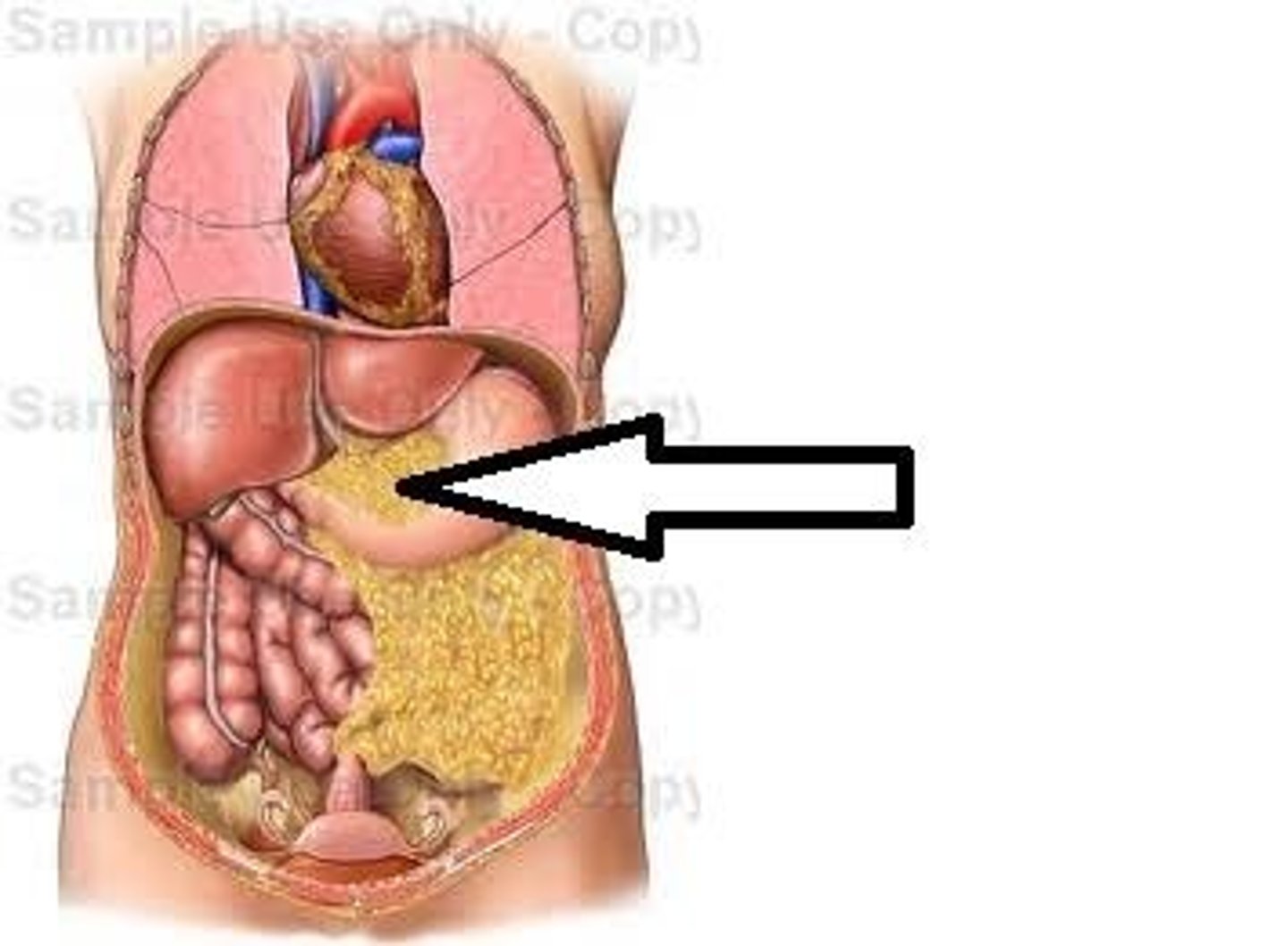 <p>A fold of peritoneum that connects the stomach to the liver.</p>