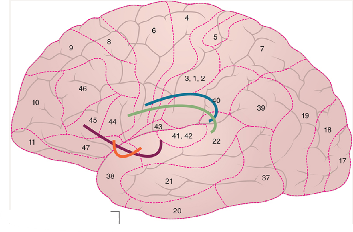purple line // ventral pathway 1