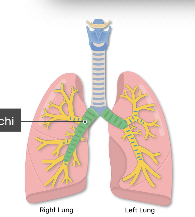<ul><li><p>left bronchus</p></li><li><p>right bronchus</p></li></ul><p></p>