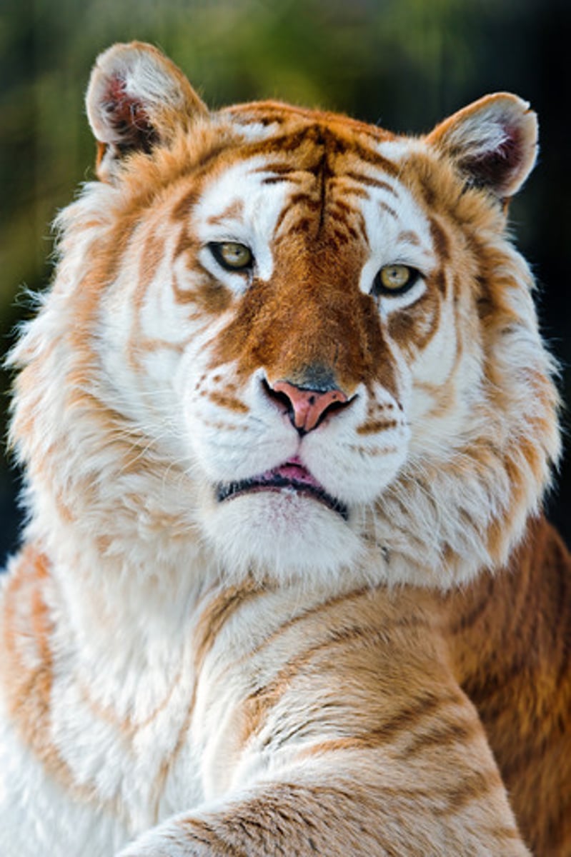 <p>recessive gene, Bengal subspecies, may carry white gene, few kept in captivity</p>