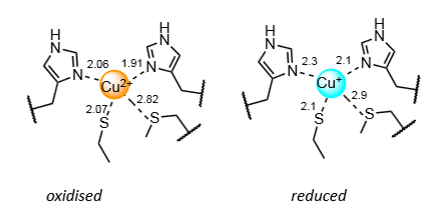 <p>In an entatic state - rigid coordination sphere is enforced by the protein, so Cu(II) and Cu(I) are in virtually the same coordination environment.</p><p>Effectively holds the Cu ion close to the transition state for Cu(II) to Cu(I) interchange.</p><p><strong>Minimising bond length changes meaning small reorganisation energy.</strong></p>