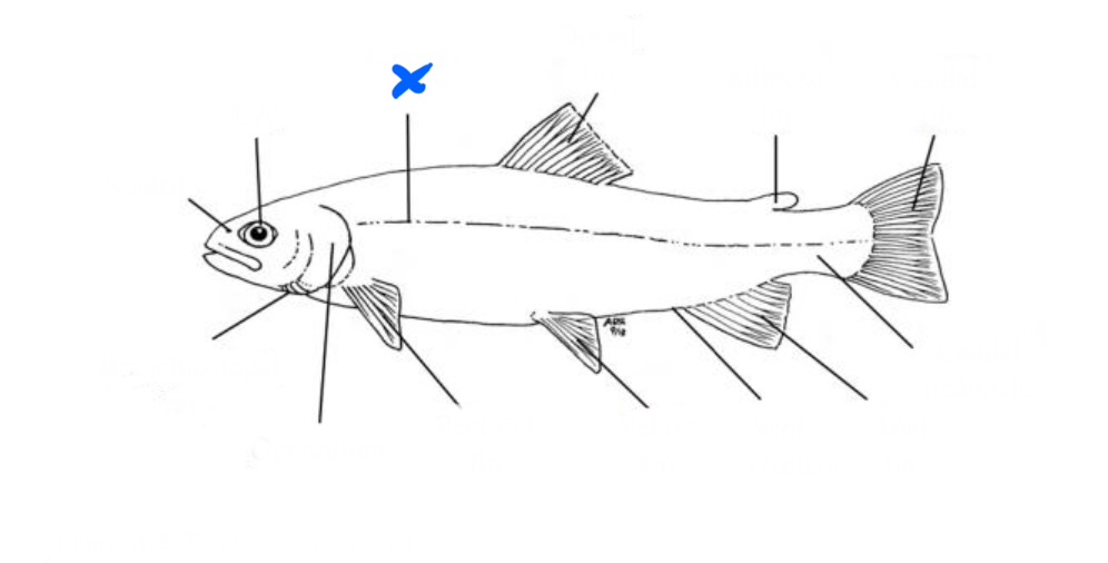 <p>What is this?</p>