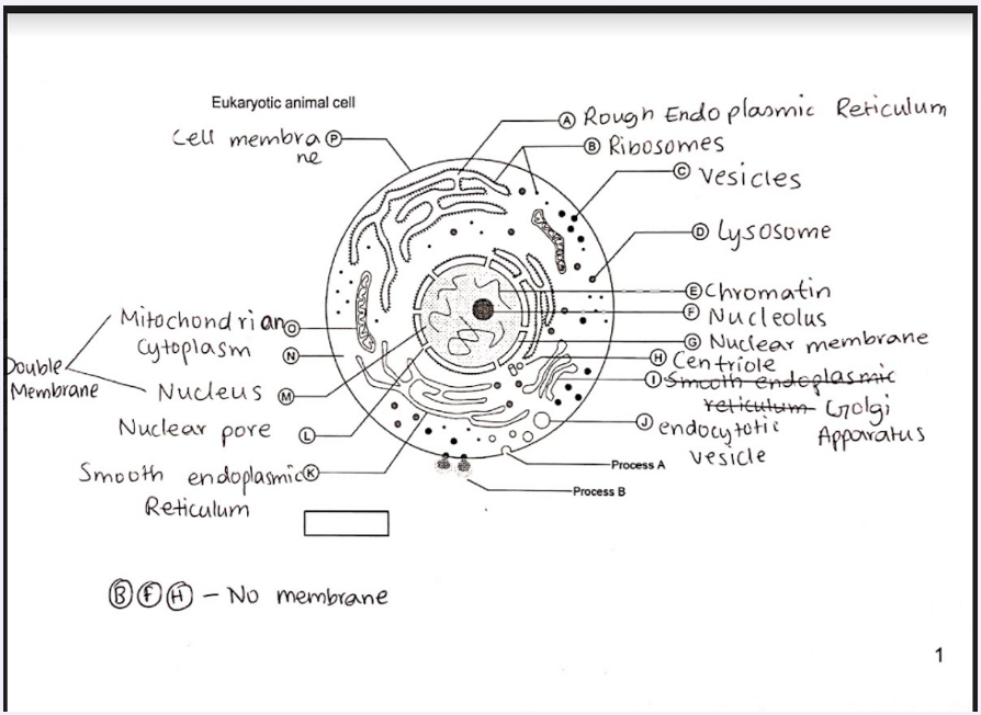 animal cell labelled