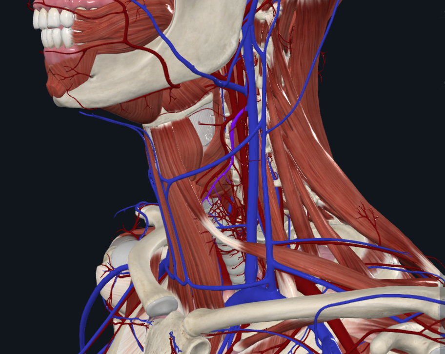 <p>What is highlighted in purple</p>