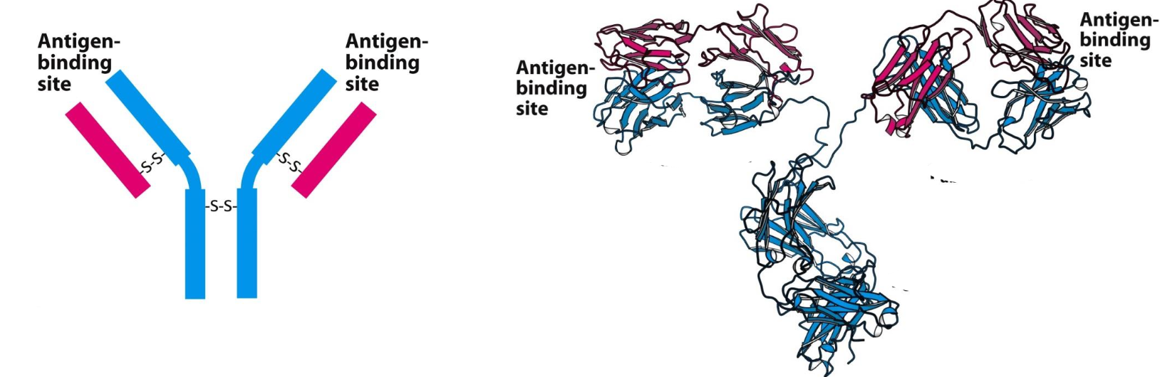 <p>The specific reaction of an <strong>antibody</strong> with its <strong>antigen</strong> is the basis of these techniques to identify/quantify samples.</p><p><span style="color: #97e4d5"><strong><u>Antibody</u></strong> = protein w/ 4 polypeptide chains held together by S-S that is generated in response to an</span> <span style="color: #NaNNaNNaN"><strong>antigen</strong>, for which they have specific binding sites for</span></p><p><span style="color: #de73d7"><strong><u>Antigen</u></strong> = foreign substance that contains an <strong><em>epitope</em></strong>,<em> a particular structural feature that is recognized by a specific antibody. </em></span>An antigen and its binding site on the antibody are complementary</p>