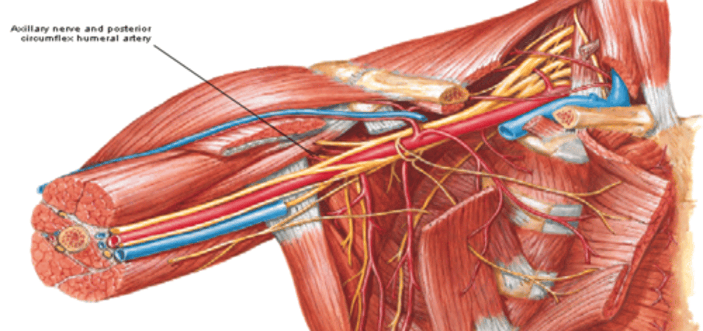 <p>-Course: exits axillary fossa posteriorly and wraps around surgical neck of humerus deep to the deltoid m.</p><p>-Supply: teres minor and deltoid muscles, glenohumeral joint, and skin on superolateral arm</p>