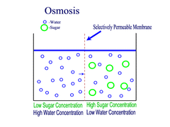The net movement of water molecules across a selectively permeable membrane from a region of higher water potential to a region of lower water potential. Moving DOWN a concentration gradient.