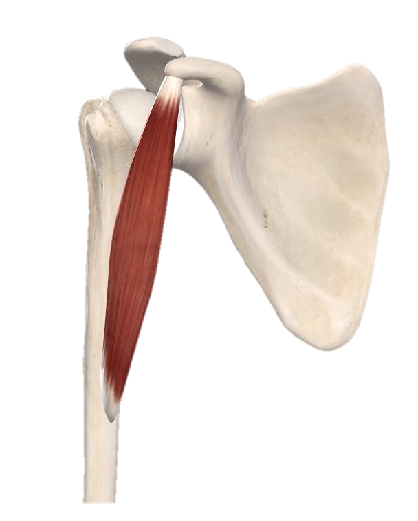 <p>muscle???</p>