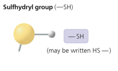 <p>—SH (may be written as HS—)</p><p>two —SH groups can react, forming a “cross-link” that helps stabilize protein structure</p><p>hair protein cross-links maintain straightness/curling’s of hair</p><p>compound name: thiol </p>