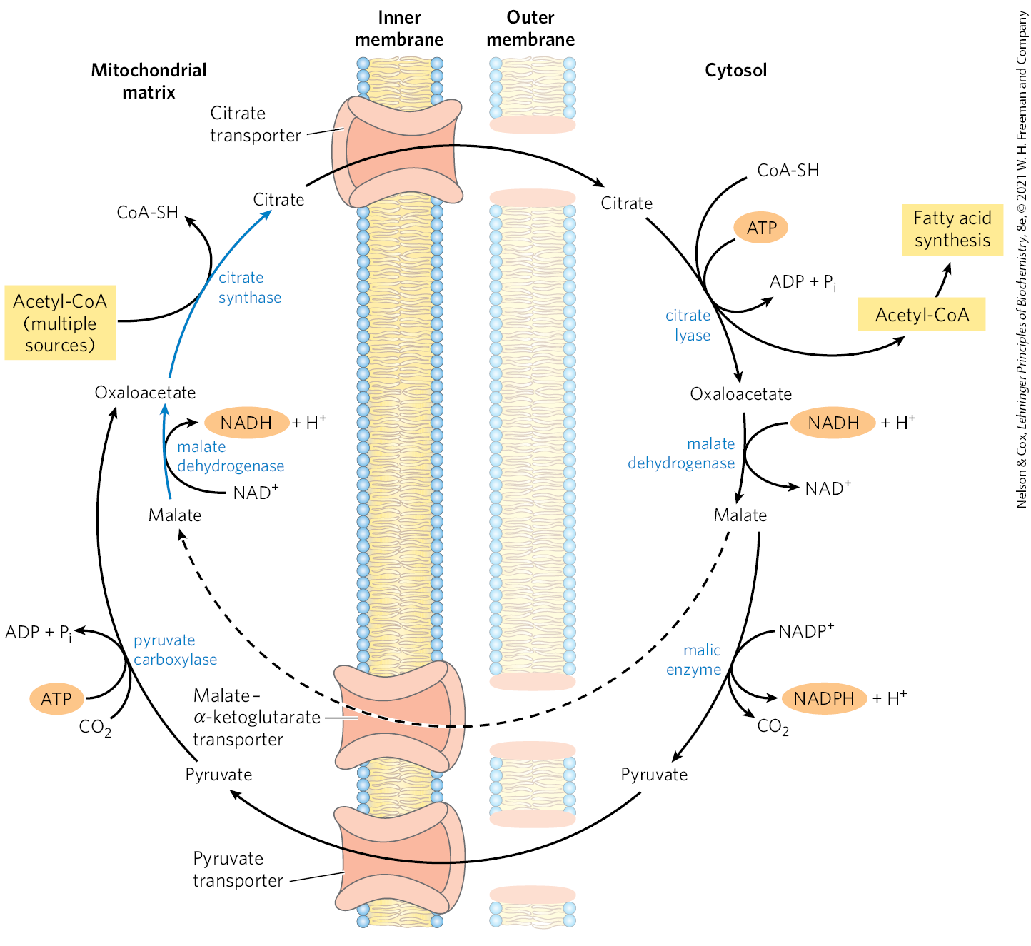 <ul><li><p>in the resulting cycle, two ATP molecules are consumed (by citrate lyase and pyruvate carboxylase) for every molecule of acetyl-CoA delivered to FA synthesis</p><ul><li><p>citrate lyase (cytosol): cleaves citrate → acetyl-CoA + oxaloacetate (1ATP)</p></li><li><p>pyruvate carboxylase (matrix): regenerates oxaloacetate from pyruvate after the cycle runs (1ATP)</p></li></ul></li></ul><p></p>