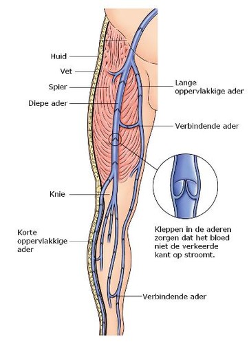 Dit zijn de venen die het bloed van de organen naar het hart vervoeren. Ze werken tegen de zwaartekracht in. Om dit probleem te kunne oplossen zitten er veneuze kleppen in de venen. Ook lopen de venen tussen spieren. Wanneer de spier zich samentrekt, wordt de vene samengedrukt en wordt het bloed naar boven gepompt. Als het naar boven pompen door de spieren niet lukt, treedt er varicosis op. Ook wel spataderen genoemd.