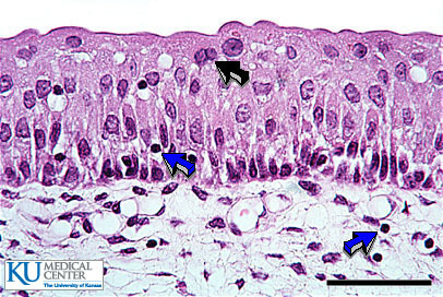 <p>Name the tissue</p>