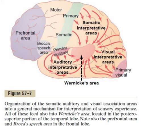 <ul><li><p style="text-align: justify;"><span>Prior to the Wernicke’s area, the signal first passes the Heschl’s gyrus.</span></p></li><li><p style="text-align: justify;"><span>The somatic (senses), auditory (hearing), &amp; visual (vision) interpretative areas are organized into a general mechanism for interpretation of sensory experiences.</span></p><ul><li><p style="text-align: justify;"><span>These all feed into the Wernicke’s Area, which is located in the posterosuperior portion of the temporal lobe.</span></p></li></ul></li><li><p style="text-align: justify;"><span>Issues in Wernicke’s area cause problems in comprehension due to the inability to process the incoming information from these other areas.</span></p></li></ul><p></p>