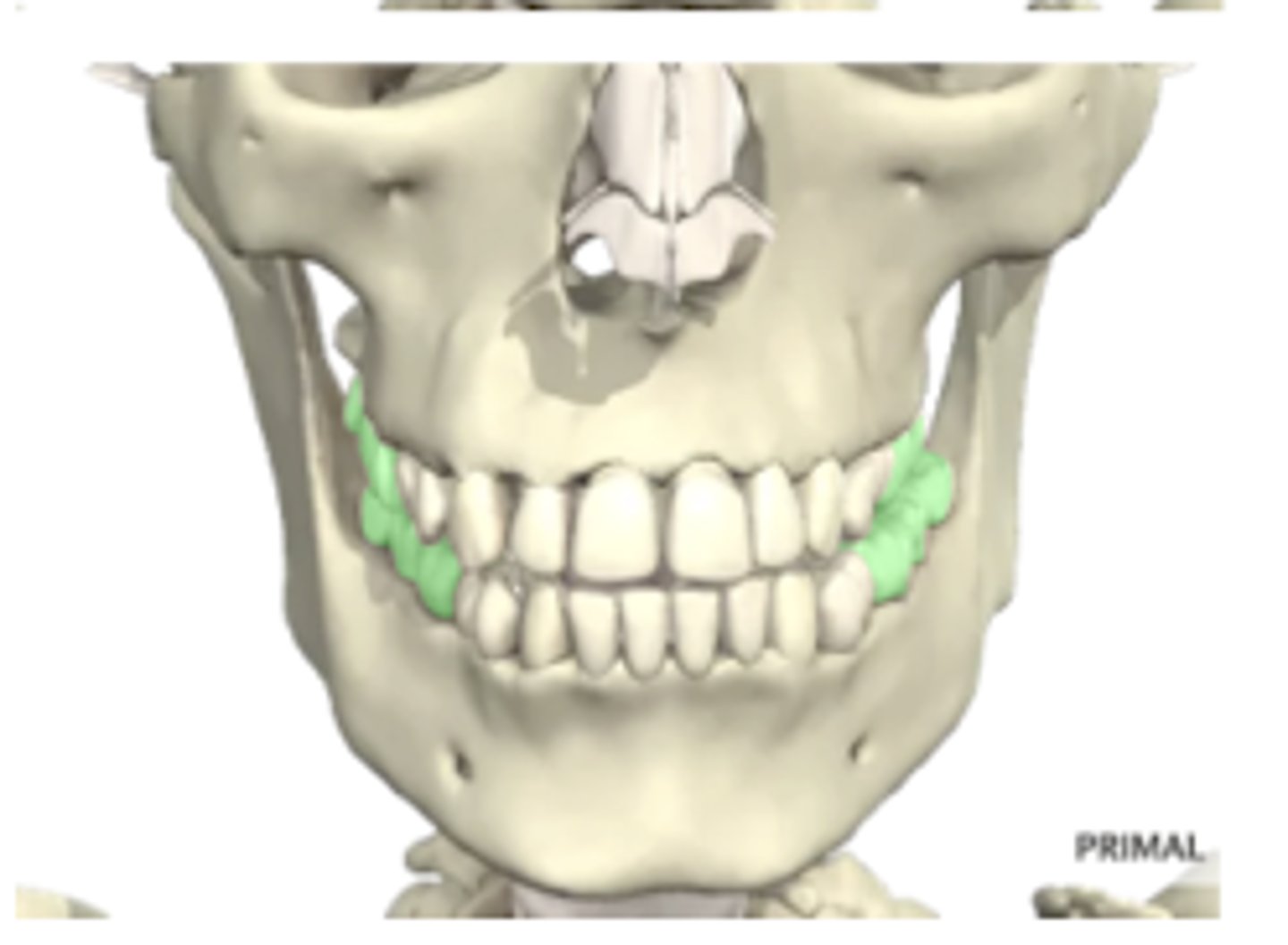 <p>1st set- 1 year old to 6 years old</p><p>2nd set- 11-13 years old</p><p>3rd set- early adulthood (wisdom teeth)</p>