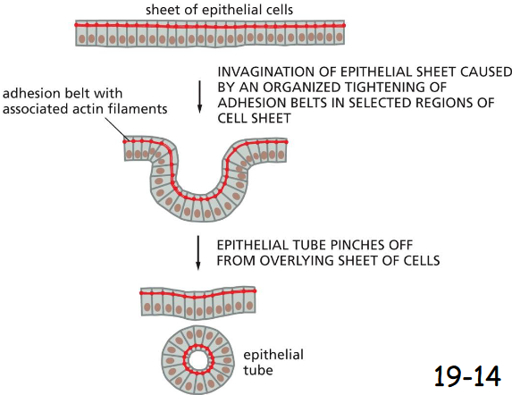 <p>The oriented contraction of the bundles of actin and myosin filaments running along adhesion belts causes the epithelial cells to narrow at their apical surfaces, thereby helping the epithelial sheet to roll up into a tube in early vertebrate development</p>