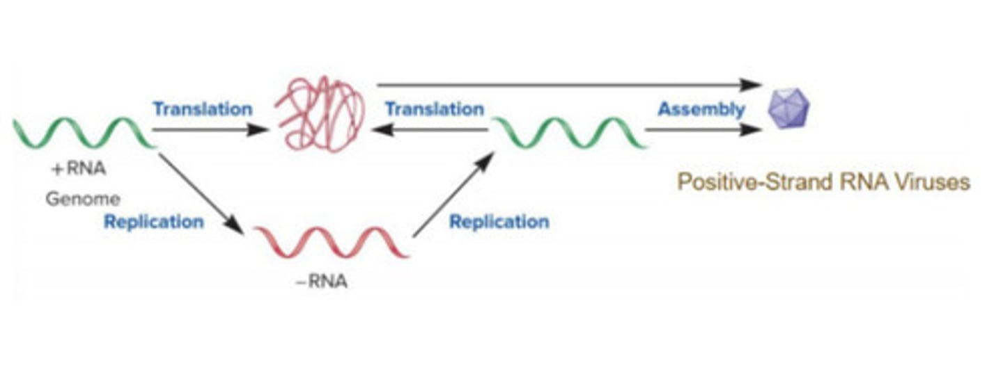 <p>+RNA can be translated right away to create virus; +RNA then replicates to make -RNA, replicating back to +RNA (to produce more copies of +RNA); what is made first is the RNA-dep RNAP to create the -RNA strand</p>