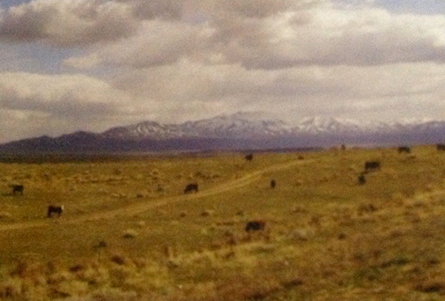 <p>Dry, Open grasslands</p>