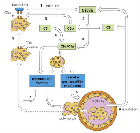 <ol><li><p>C3b bind to bacteria (marks bacteria)</p></li><li><p>C5 forms complex with C3a&nbsp;</p><ul><li><p>chemotactic factors (attracts bacterial cell)</p></li><li><p>vascular permeability mediatiors (allows macrophage travel)</p></li></ul></li></ol><p></p>