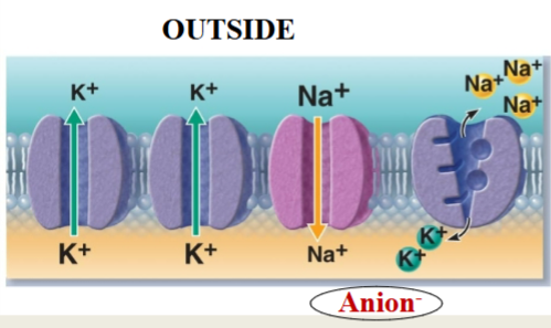 <p>Na+/K+ ATPase</p><p>More K+ leakage</p><p>Large anions inside</p>