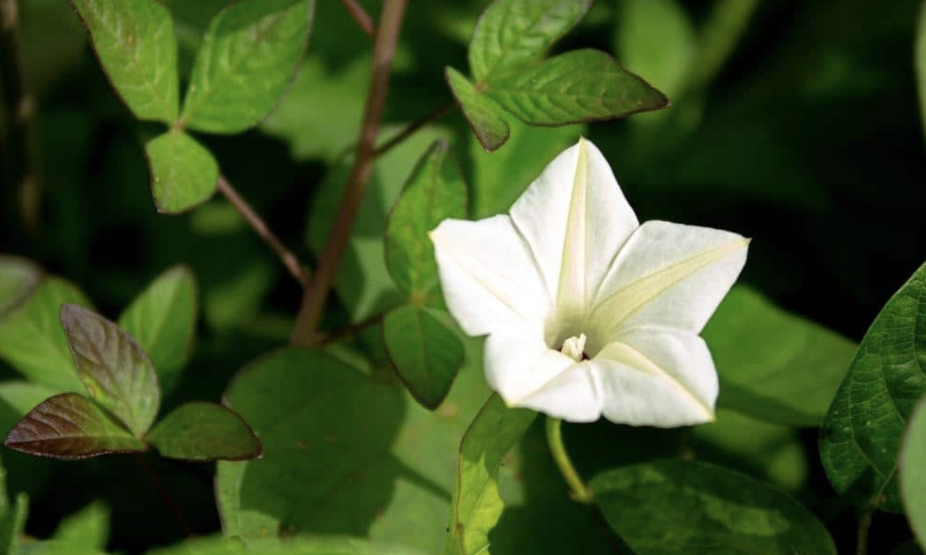 Flower 184