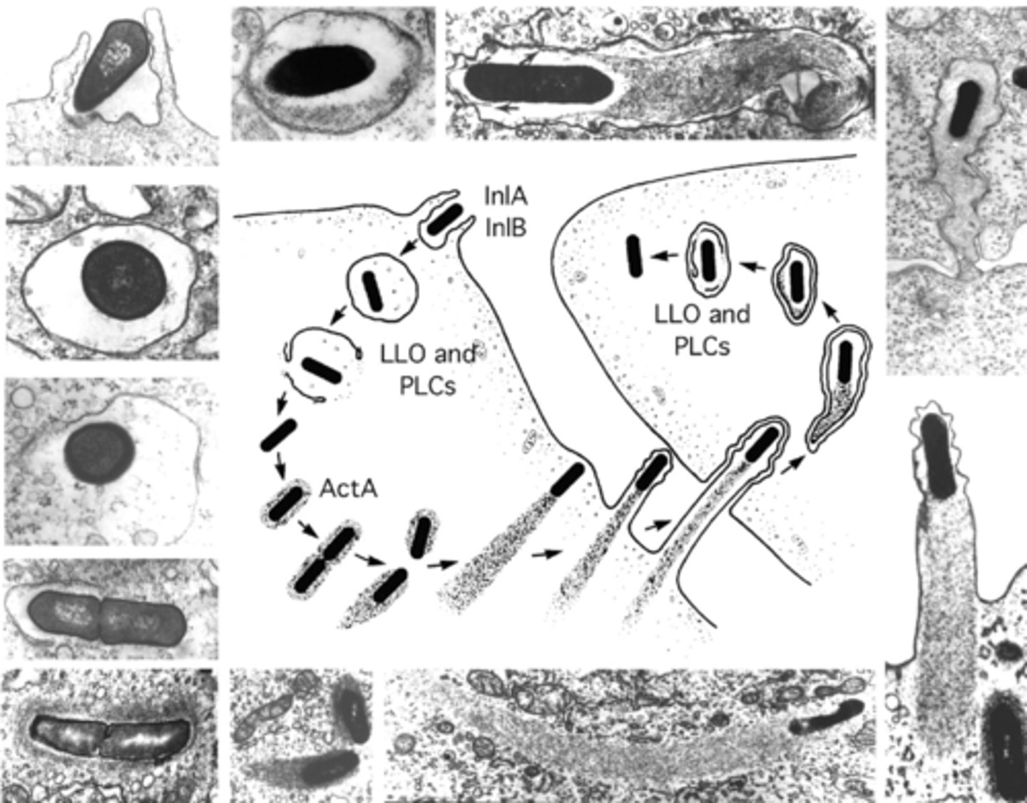 <p>enter the host cell then use the protein ActA to trigger actin polymerization at one end of their tail; this forms a comet tail that propels them through the cytoplasm and into neighboring cells, spreading infection without leaving the host cell</p>