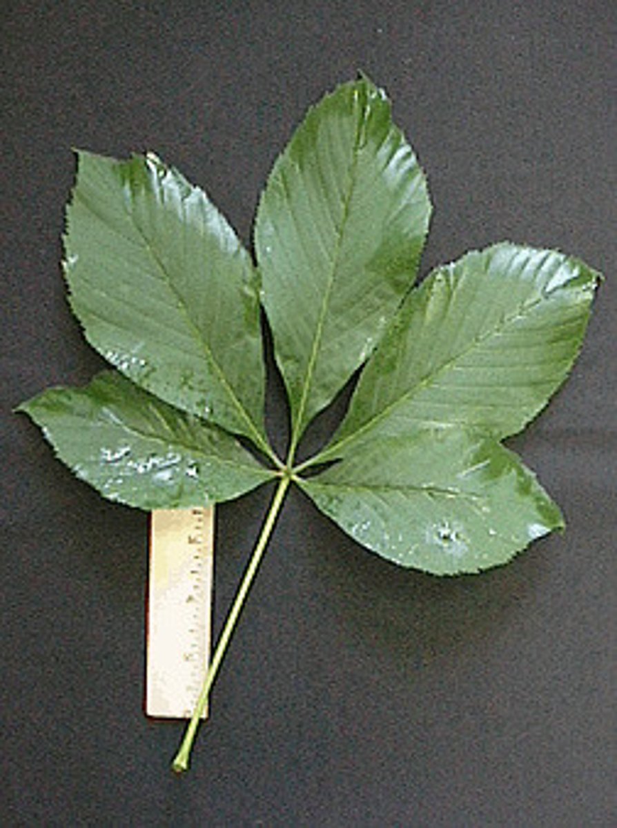 <p>Native <br>Leaf: compound, opposite, serrations, pinnately veined, palmate <br>Other: buckeyes, occur in moist soil</p>