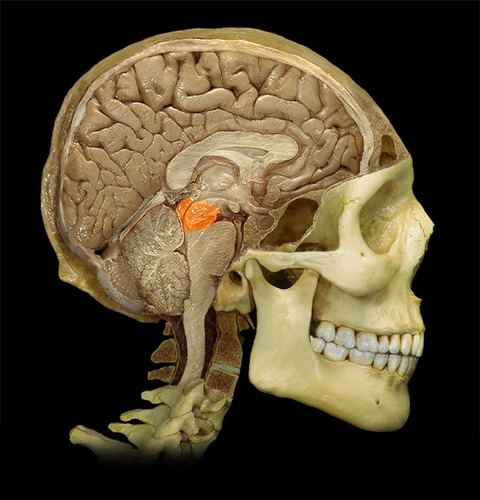 - Superior end of the brainstem
- involved in hearing and in visual reflexes.