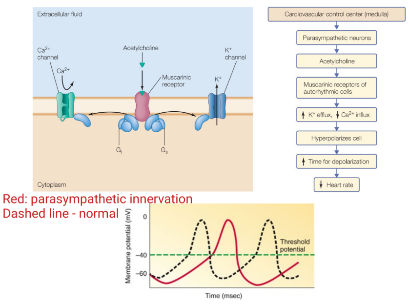 1. Cholinergic neurons release ACh.
2. ACh binds to M2 muscarinic cholinergic receptors in the heart.
3. Triggers K+ channels to open, Na+ channels to close. This hyperpolarizes the cell due to it becoming negative (K+ leaving \= increased efflux) and the Ca2+ slowly getting in causing a slower depolarization of the pacemaker potential (Ca2+ not being able to enter \= decreased influx).
