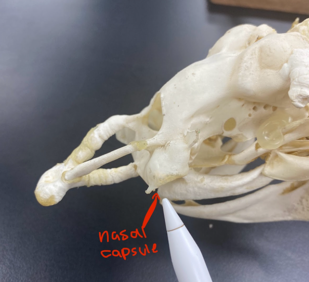 <p>Nasal capsule </p>
