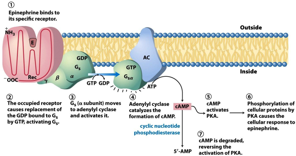 <ul><li><p><strong>Signal Binding:</strong> The process begins when an <strong>epinephrine</strong> molecule binds to its specific receptor protein (Rec) on the outer surface of the cell membrane.</p></li><li><p><strong>G Protein Activation:</strong> This binding changes the receptor's shape, which in turn activates a G protein called <strong>Gs</strong> (stimulatory G protein). The activation involves the G protein's α subunit releasing a molecule of <strong>GDP</strong> and binding a molecule of <strong>GTP</strong>.</p></li><li><p><strong>Activating the Amplifier:</strong> The activated α subunit (now called Gsα), with GTP attached, detaches and moves along the membrane until it binds to and activates an enzyme called <strong>adenylyl cyclase (AC)</strong>.</p></li><li><p><strong>Making the Second Messenger:</strong> Adenylyl cyclase is an amplifier. Once active, it rapidly converts many molecules of <strong>ATP</strong> into <strong>cyclic AMP (cAMP)</strong>. cAMP is known as a <strong>second messenger</strong> because it relays the signal from the initial "first messenger" (epinephrine) throughout the cell.</p></li><li><p><strong>Activating the Kinase:</strong> The newly produced cAMP molecules spread through the cell and bind to and activate another enzyme called <strong>Protein Kinase A (PKA)</strong>.</p></li><li><p><strong>Cellular Response:</strong> PKA is the primary effector in this pathway. It works by adding phosphate groups to other proteins (<strong>phosphorylation</strong>), which activates them. This triggers the actual cellular response to epinephrine, such as the breakdown of glycogen into glucose for energy.</p></li><li><p><strong>Signal Termination:</strong> The signal needs a shut-off switch. An enzyme called <strong>cyclic nucleotide phosphodiesterase</strong> is always active in the cell, continuously degrading cAMP into 5'-AMP. This degradation quickly reverses the activation of PKA, ensuring the response stops once the epinephrine signal is gone.</p></li></ul><p></p>
