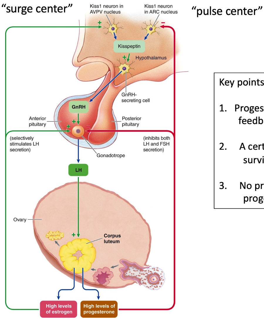 <ul><li><p>Progesterone → inhibits GnRH, LH, FSH, and kisspeptin surge center to prevent another ovulation</p></li><li><p>Prevents second LH surge (prevents second ovulation)</p></li><li><p>CL depends on LH, dies if LH drops if no fertilization</p></li><li><p>Menstruation begins once progesterone and estradiol levels drop</p></li></ul><p></p>