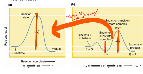 <p>does not alter </p><p><span><em>average energy of reaction does not change</em></span></p><p></p>