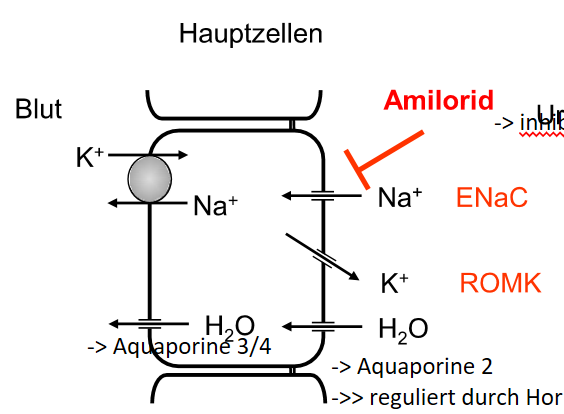 <p>Na Resorption durch ENaC → gehemmt durch Amilorid</p><p>Reguliert durch Aldesteron</p><p>ca 2% des gefilterten Na resorbiert</p>