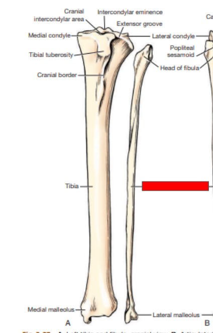 <p>Which bone is this? </p>