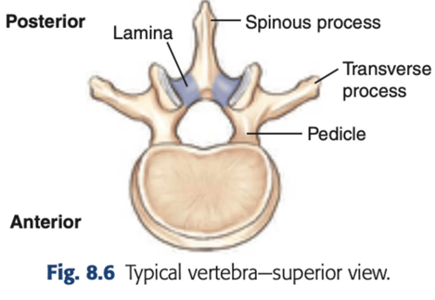 <p>A projection that extends posteriorly from the midline junction of the two laminae</p>