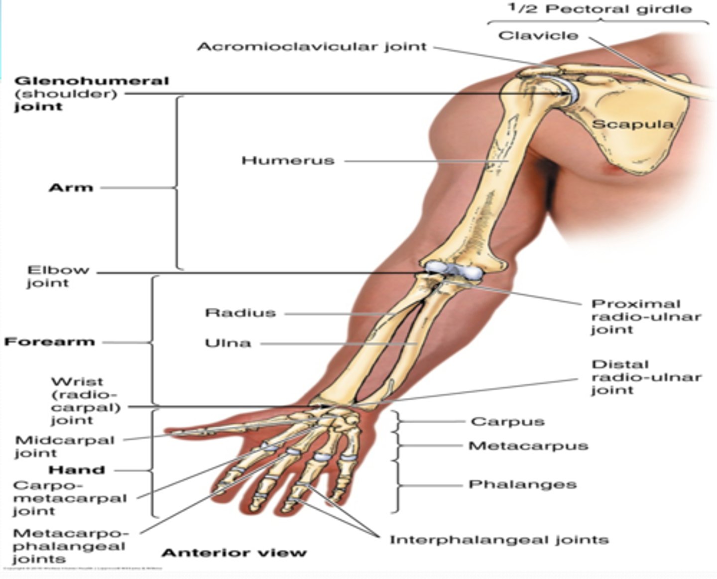 <p>-Pectoral</p><p>-Scapular</p><p>-Deltoid</p>