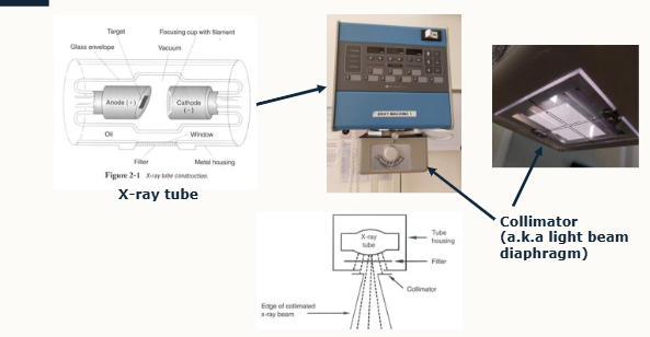 <ul><li><p>produced in tube head of machine due to interactions b/w anode and cathode</p></li><li><p>whole arrangement is kept in evacuated glass envelope surrounded by oil to absorb heat produced</p></li><li><p>placed in a metal casing</p></li><li><p>absorbs x-rays with a window to allow them to emerge in only one direction</p></li><li><p>beam passes through a collimator that has lead plates to adjust size of the x-ray</p></li><li><p>light shines through the gap to indicate extent of x-ray beam</p></li><li><p><strong> collimator is referred to as light beam diaphragm</strong></p></li></ul><p></p>
