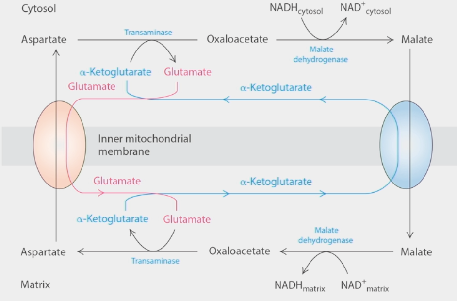 <ul><li><p>how cells <strong>regenerate</strong> cytoplasmic NAD<sup>+</sup> pools</p></li><li><p>2 transport molecules → transport intermediate metabolites (malate &amp; aspartate) across inner mitochondrial membrane in opposite directions</p><ul><li><p><strong>malate</strong>: cytosol → matrix</p></li><li><p><strong>aspartate</strong>: matrix→ cytosol</p></li></ul></li><li><p>enzymes couple creation of  malate from oxaloacetate <strong>to</strong> oxidation of NADH → NAD<sup>+</sup></p><ul><li><p>malate travels across membrane → is reduced back to oxaloacetate → NAD<sup>+</sup> becomes <strong>NADH</strong> again</p></li></ul></li><li><p>oxaloacetate created from <strong>aspartate</strong> by transaminase in cytosol, turned <strong>back</strong> into aspartate in matrix</p></li></ul><p></p>