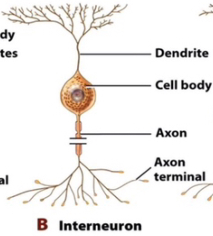 interneurons 