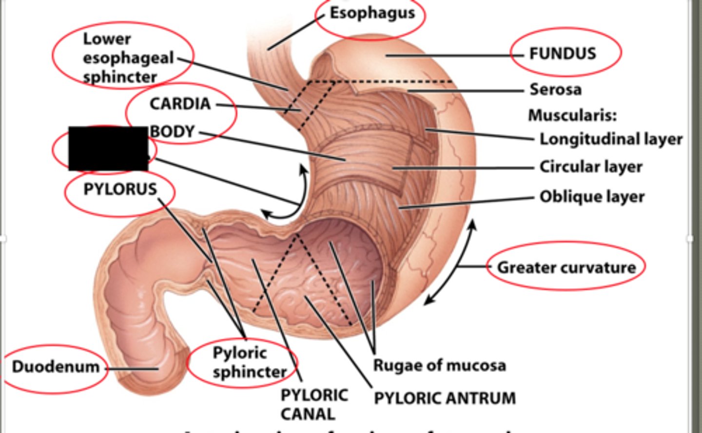 knowt flashcard image