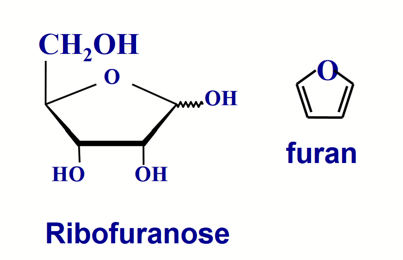 <p>The size of the ring formed by a particular sugar depends on the relative thermodynamic stabilities of the various possible ring structures, and this depends on the particular geometry of the molecule.</p>
