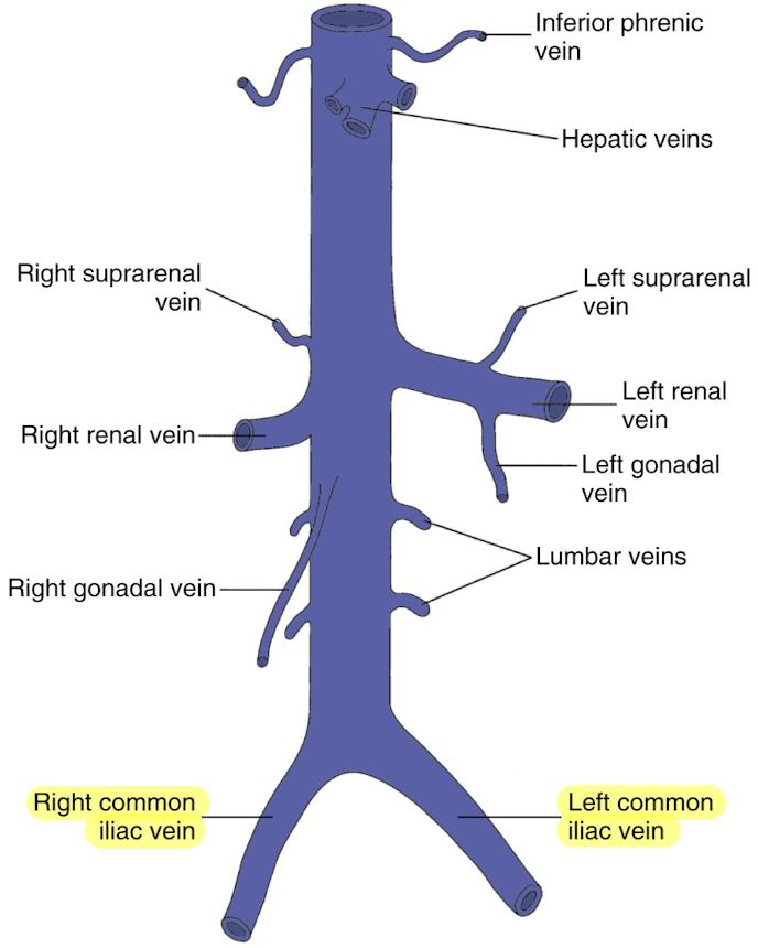 <ul><li><p>paired (right and left)</p></li><li><p>drains the pelvis and lower extremities</p></li></ul><p></p>